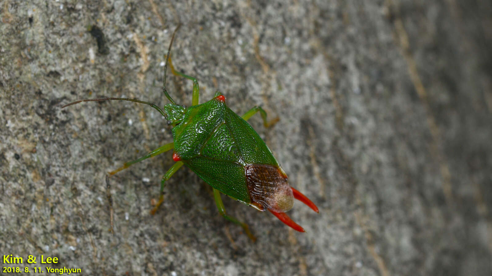 صورة Acanthosoma labiduroides Jakovlev 1880