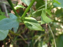 Sivun Senecio helminthioides (Sch. Bip.) Hilliard kuva