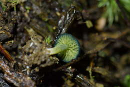 Image of Humidicutis luteovirens (E. Horak) E. Horak 1990