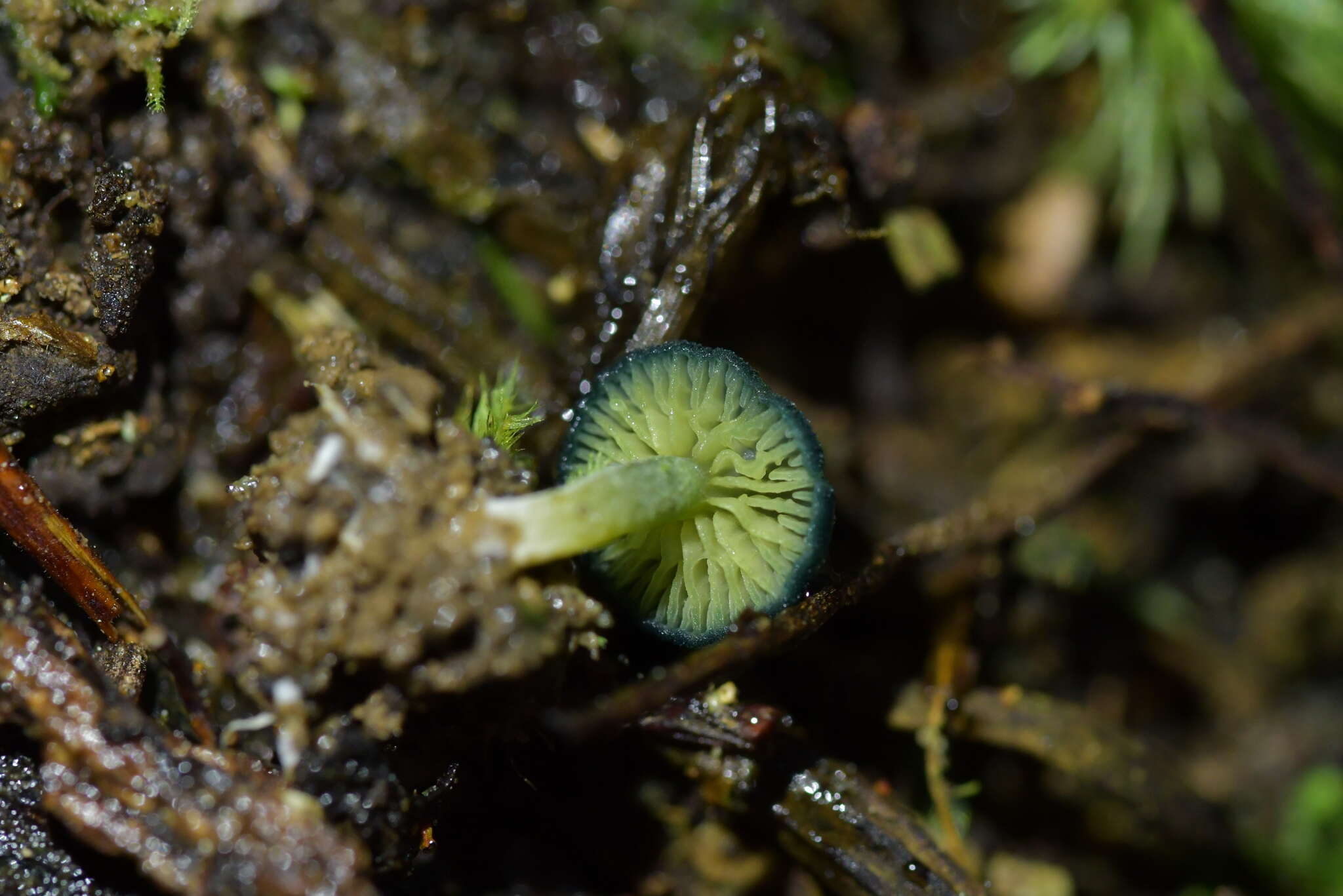 Image of Humidicutis luteovirens (E. Horak) E. Horak 1990