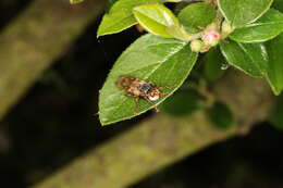 Image of Myopa buccata (Linnaeus 1758)