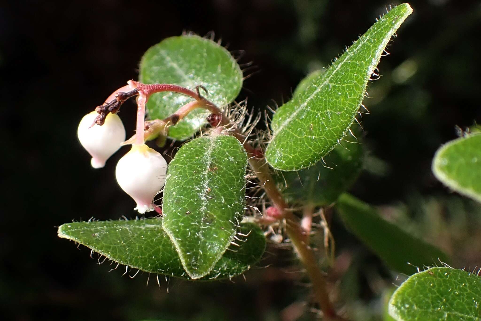 Plancia ëd Arctostaphylos nummularia subsp. nummularia