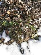 Potentilla collina Wibel resmi