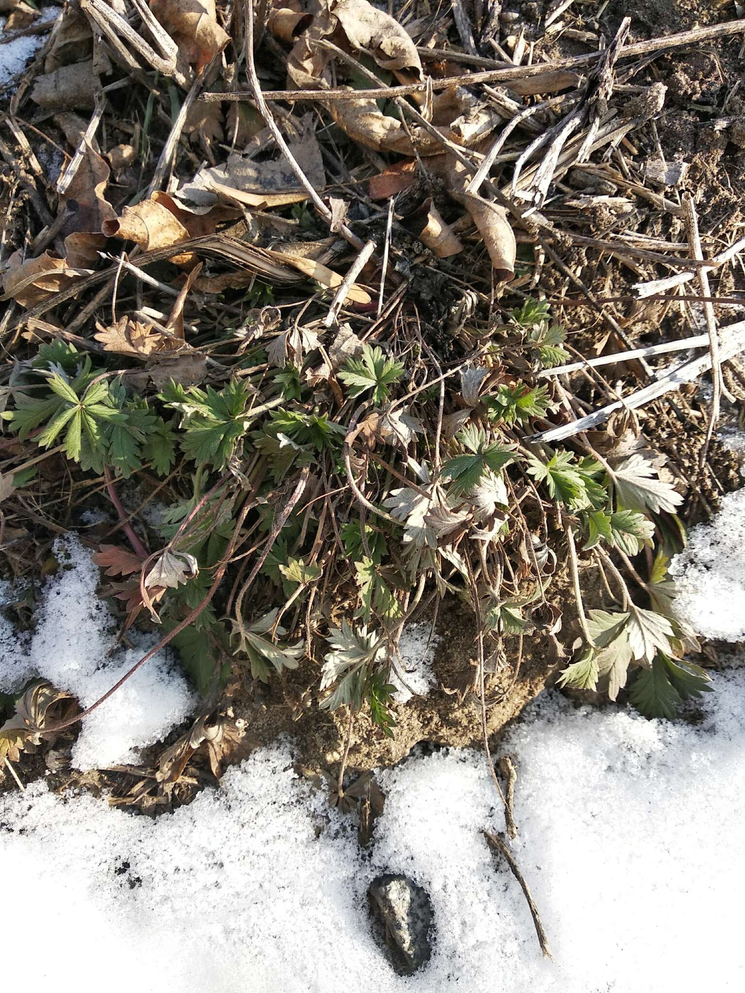 Image of palmleaf cinquefoil