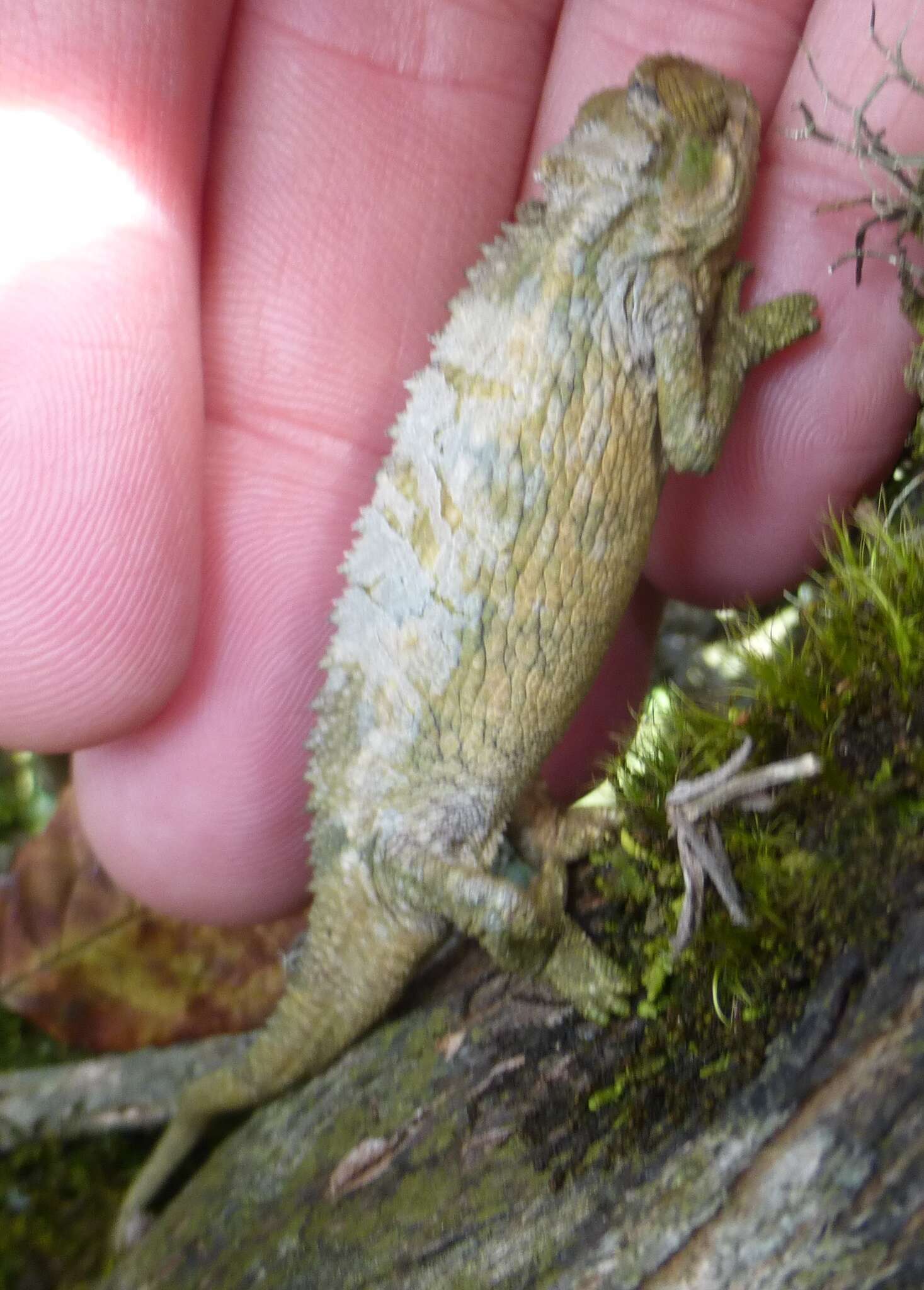 Image of Coarse Chameleon