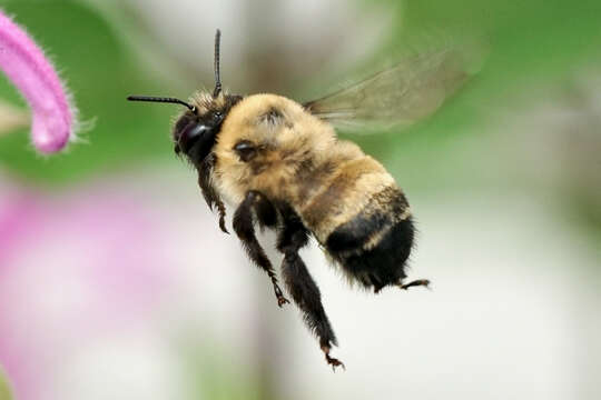 Plancia ëd Anthophora bomboides Kirby 1837