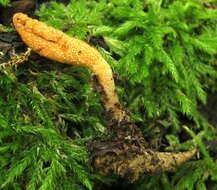 Plancia ëd Cordyceps militaris (L.) Fr. 1818