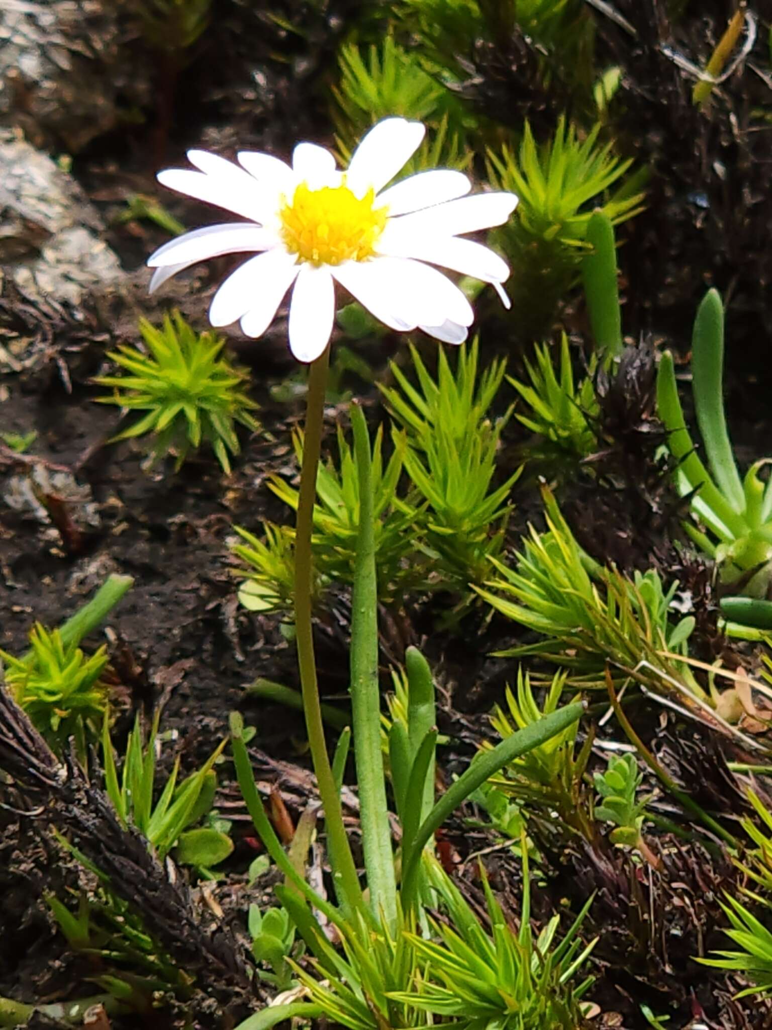 Image of <i>Brachyscome radicans</i>