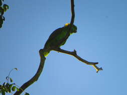 Image of Amazona auropalliata parvipes Monroe, Howell & TR 1966