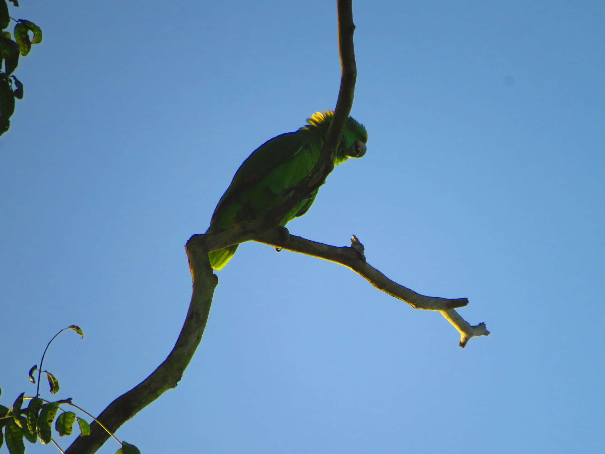 Image of Amazona auropalliata parvipes Monroe, Howell & TR 1966