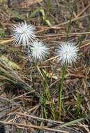 Imagem de Cyperus proteus (Welw.) Bauters