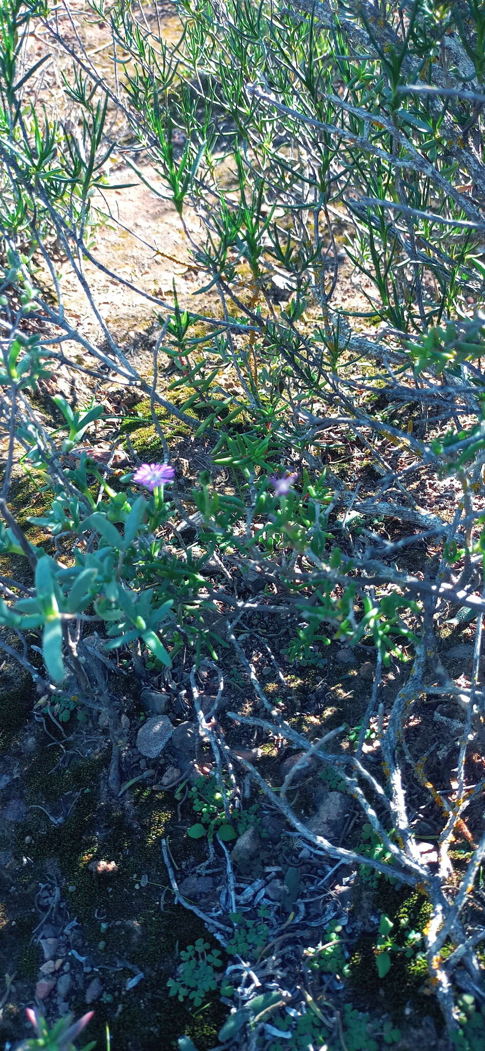 Image of Delosperma pageanum (L. Bol.) Schwant.