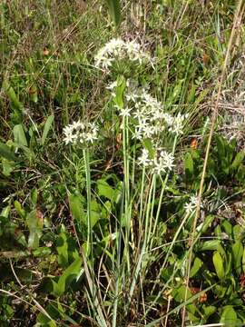 Image de Allium cuthbertii Small