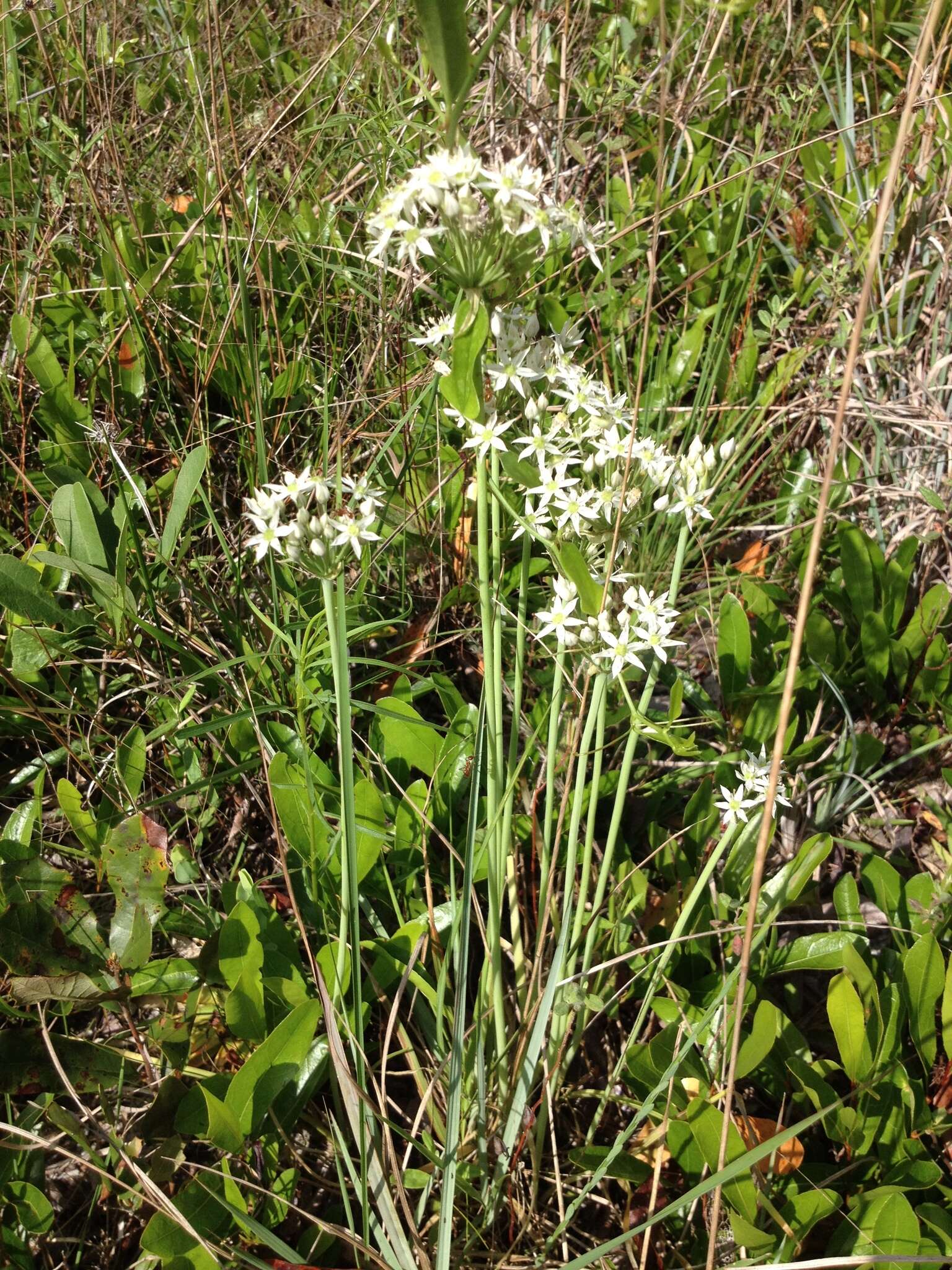 Image of striped garlic