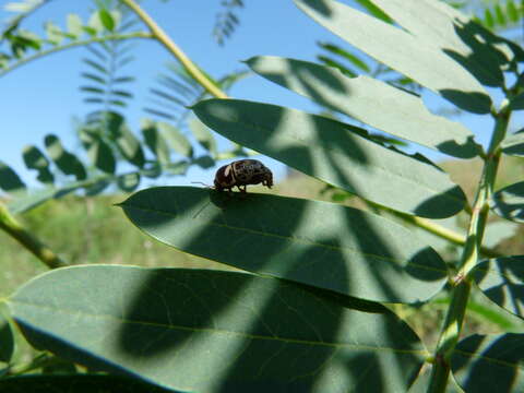 Cryptocephalus cribripennis J. L. Le Conte 1880 resmi