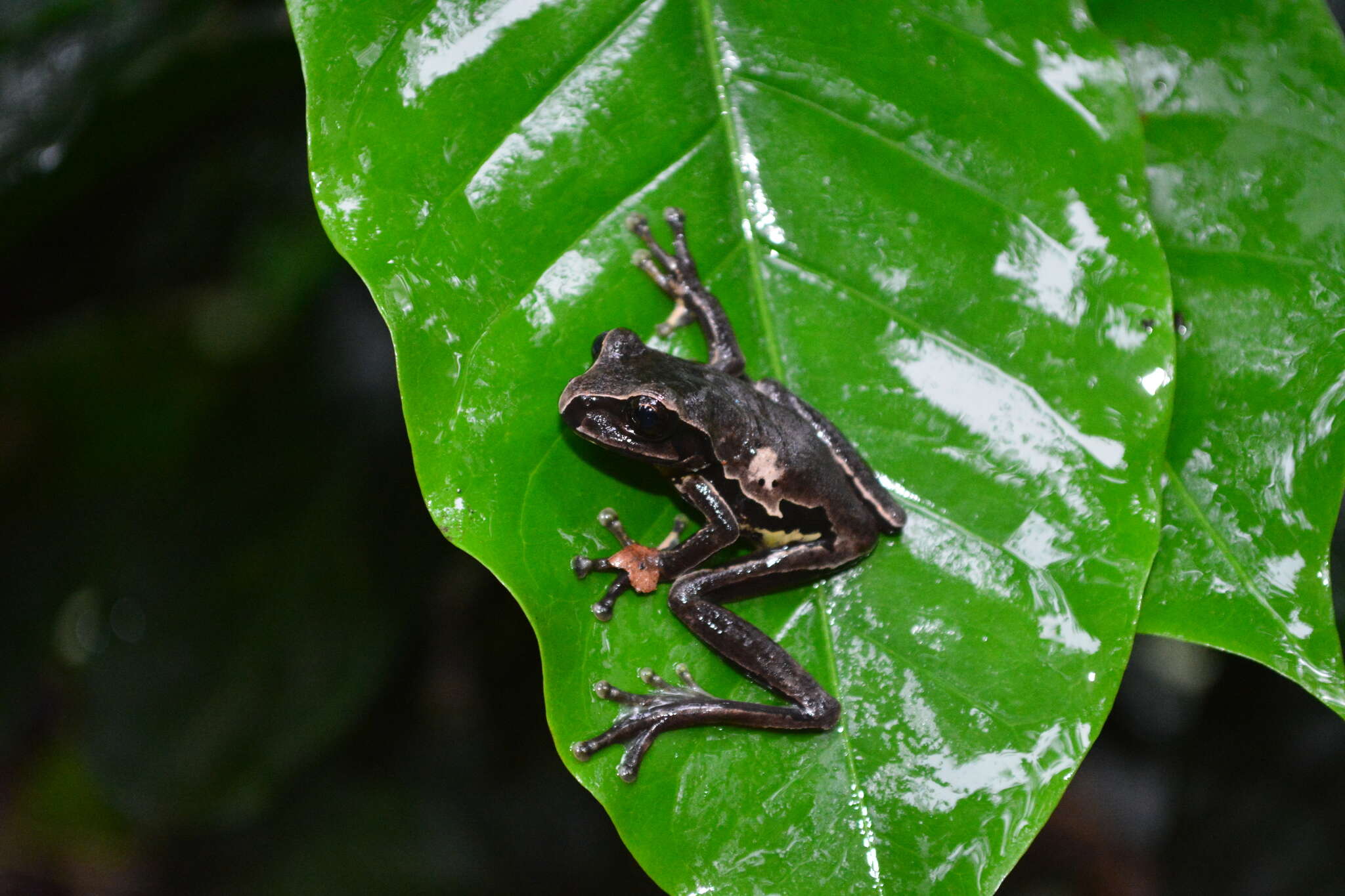 Image of Mourning Treefrog