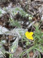 Image of Portulaca wightiana Wall.