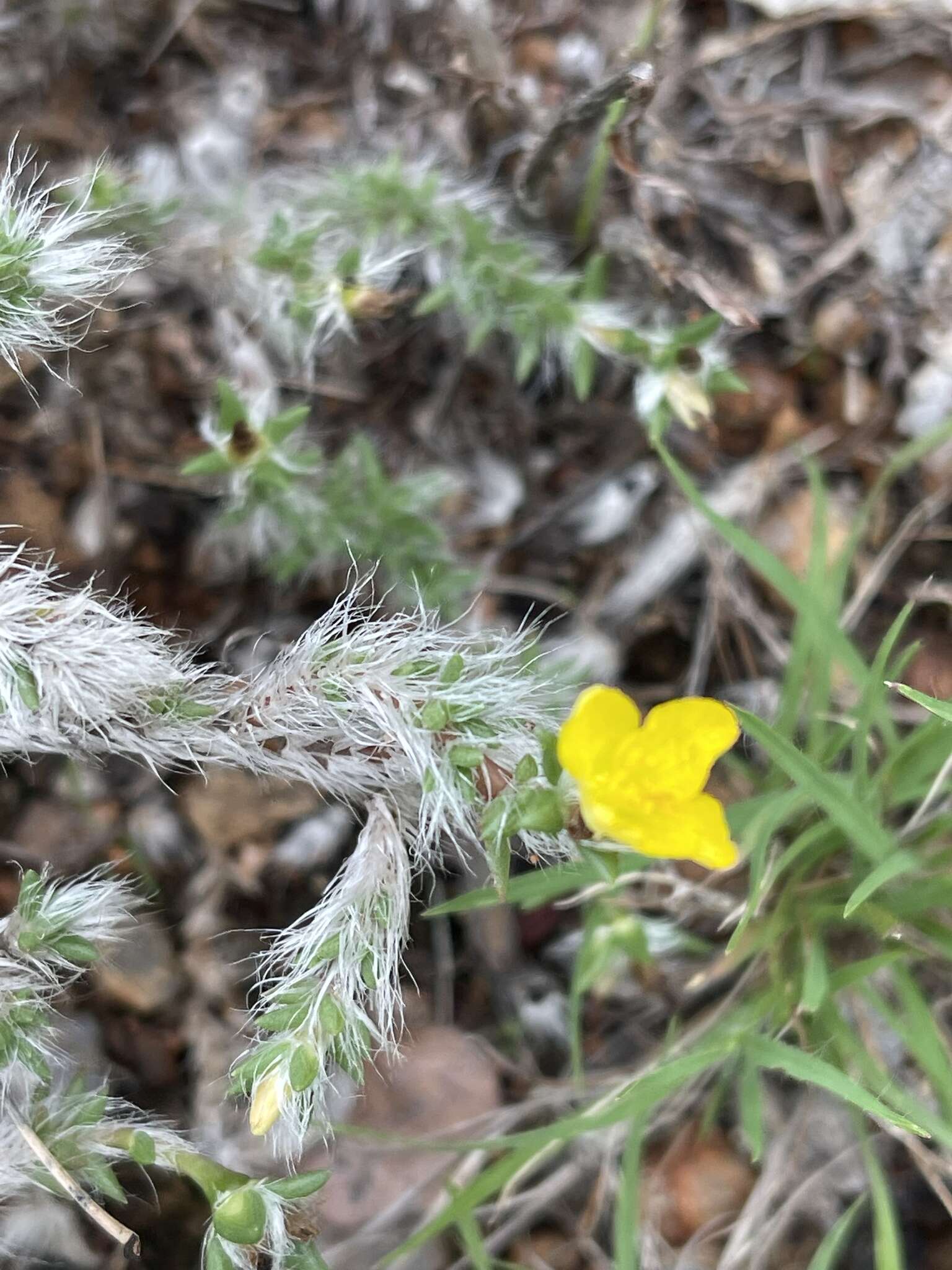 Image of Portulaca wightiana Wall.