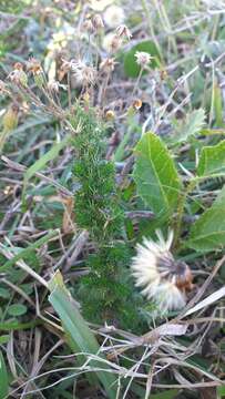 Image of Sommerfeltia spinulosa (Spreng.) Less.