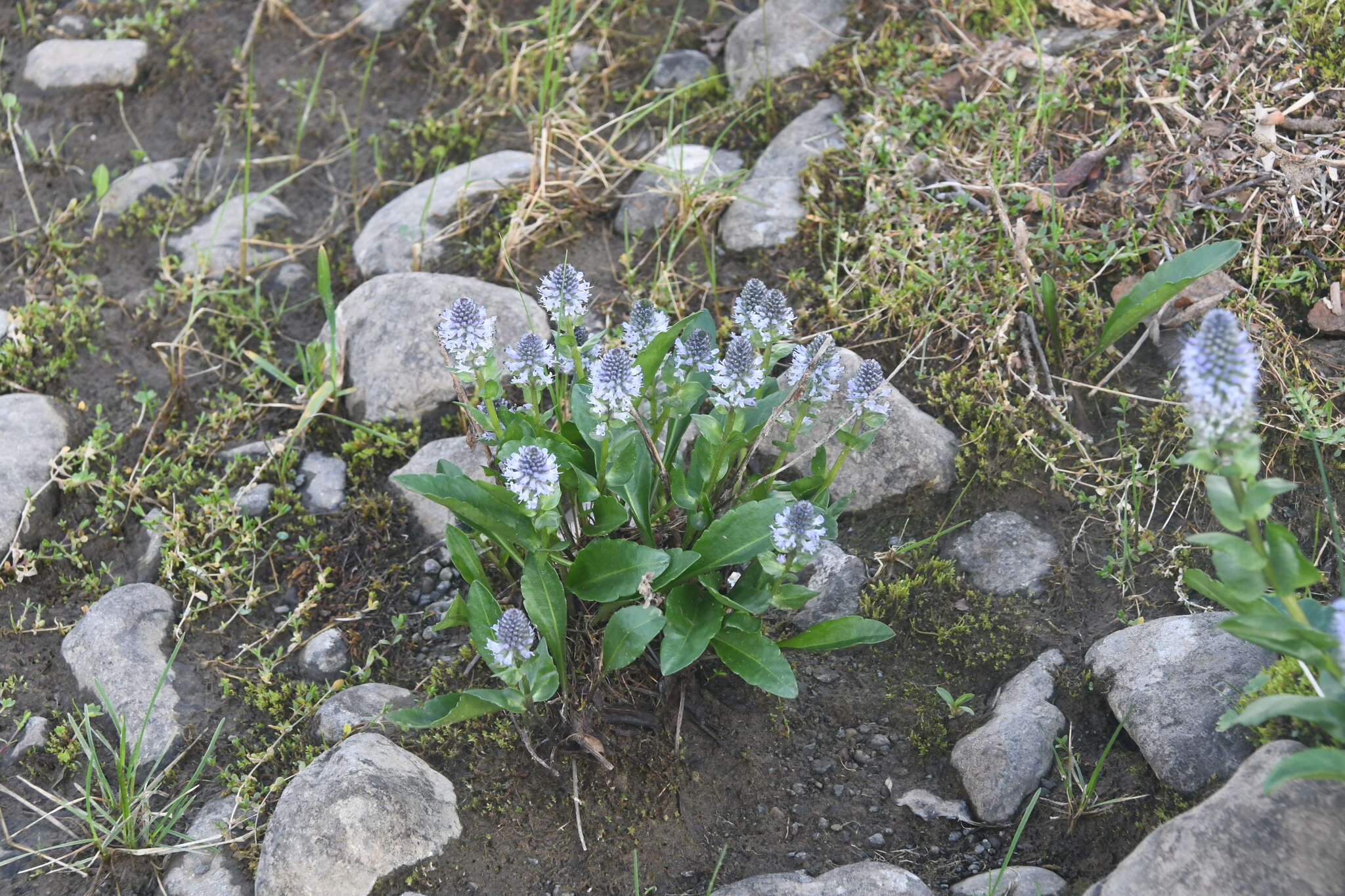 Слика од Lagotis minor (Willd.) Standley