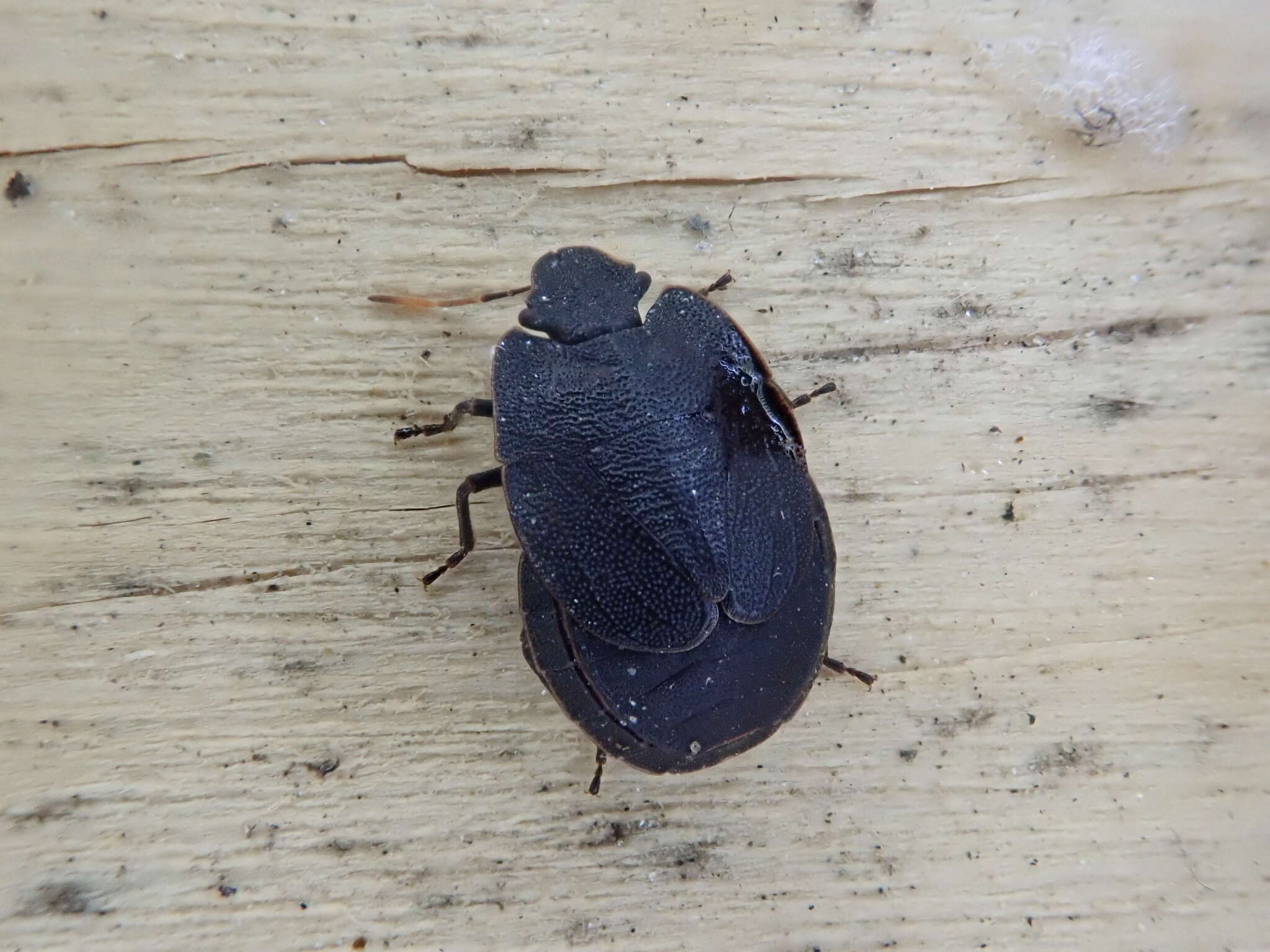 Image of Alpine shield beetle