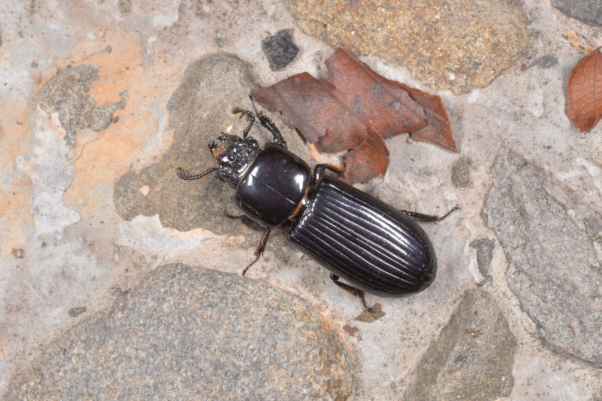 Image of Leptaulax formosanus Doesburg 1992