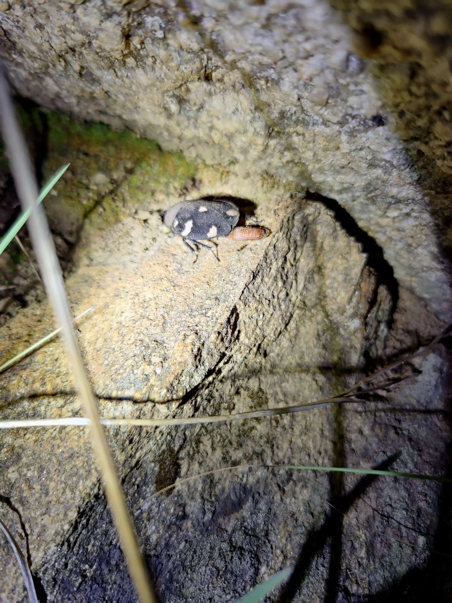 Image of Indian Domino Cockroach
