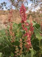 Rumex cyprius Murb. resmi