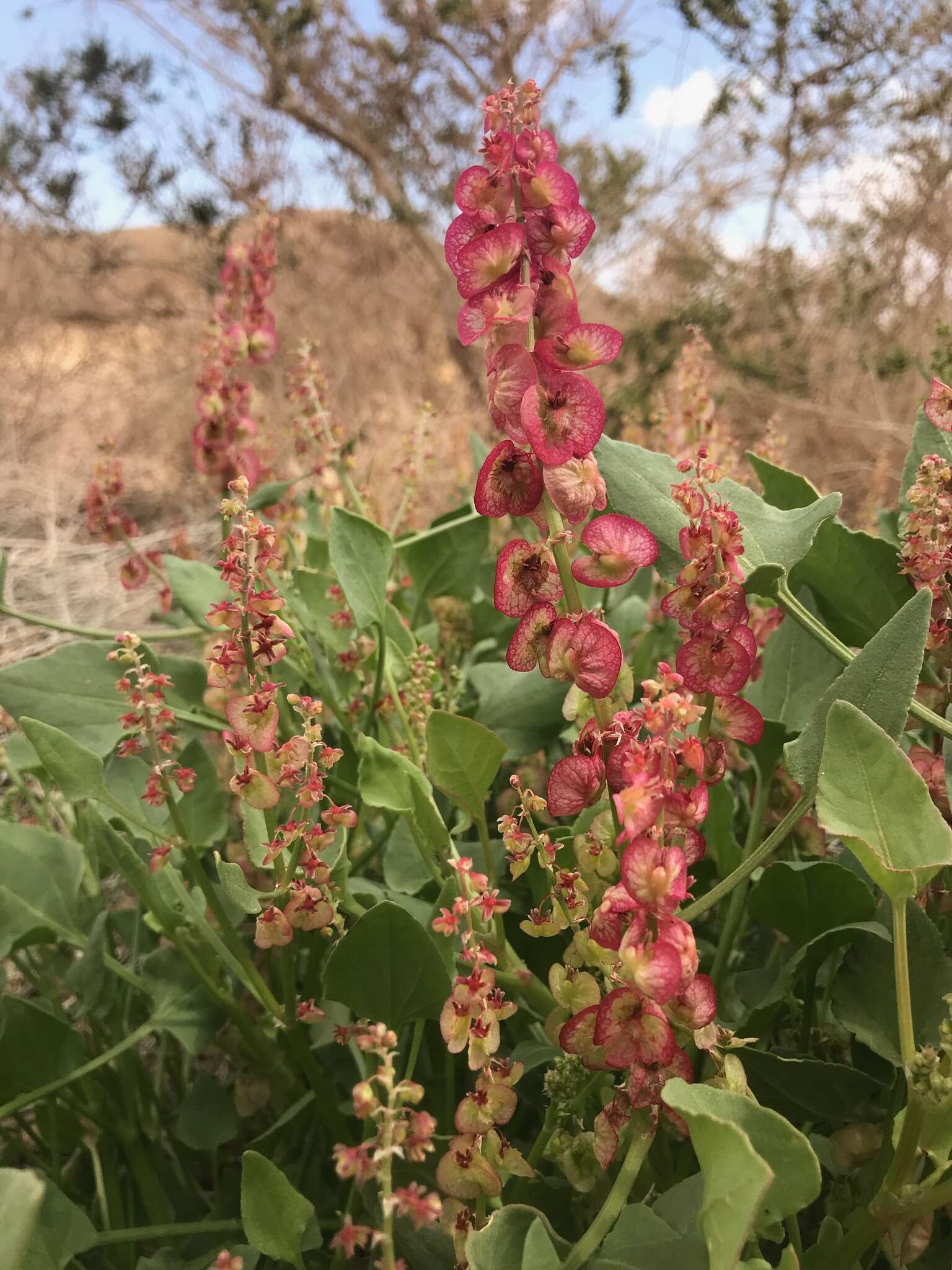 Rumex cyprius Murb. resmi