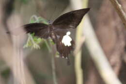 Image of Papilio nephelus Boisduval 1836