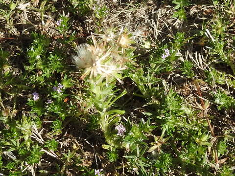 Image of annual trampweed