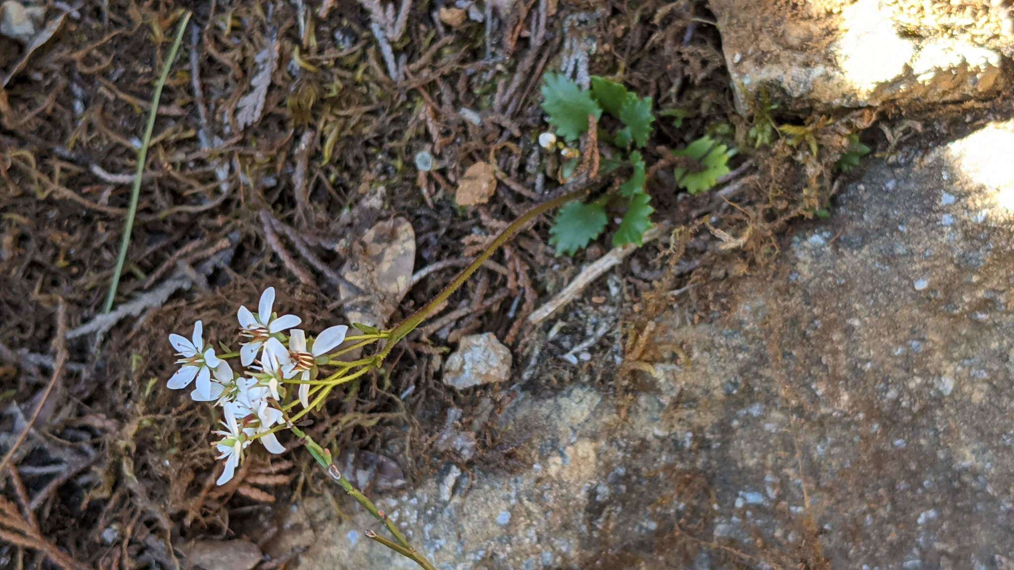 Image of Howell's Pseudosaxifrage