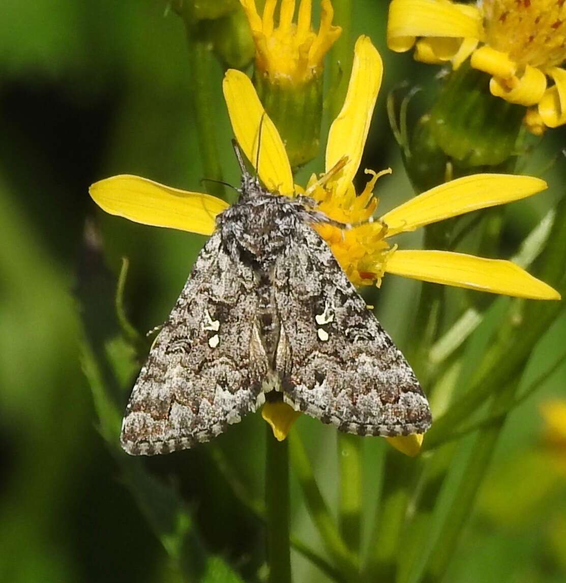 Image of Syngrapha angulidens Smith 1891