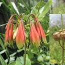 Image of Alstroemeria longistaminea Mart.