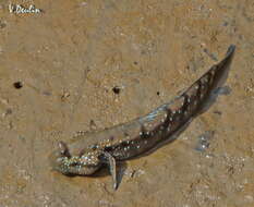 Image of Blue-spotted Mudskipper