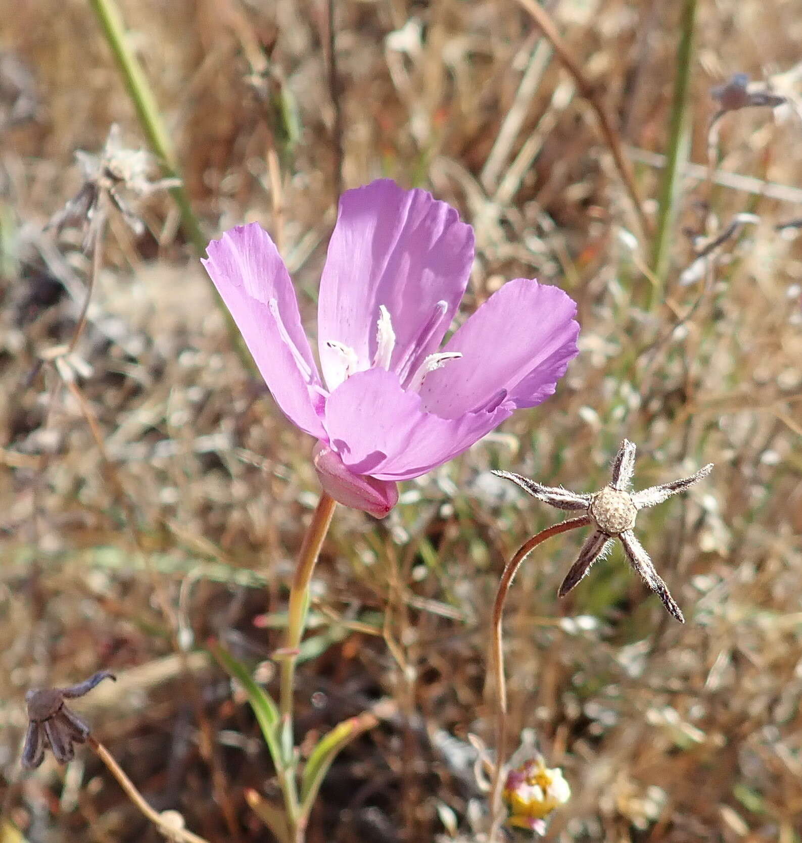 Plancia ëd Clarkia lewisii P. H. Raven & D. R. Parnell