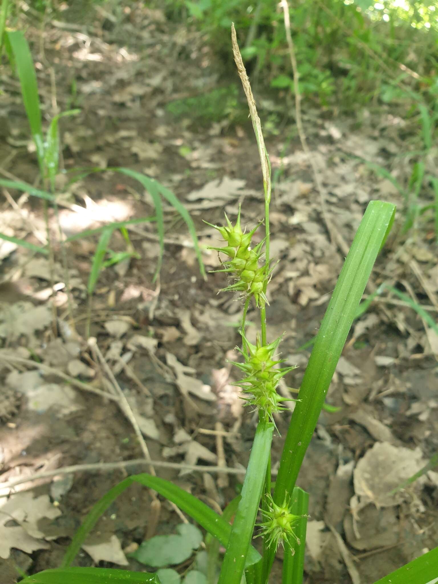 Image de Carex gigantea Rudge