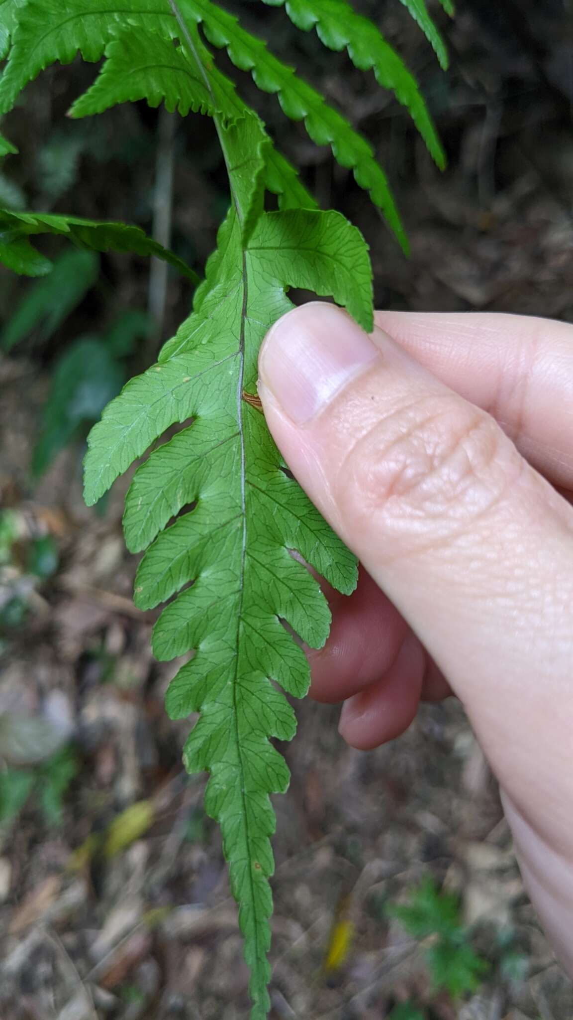 Imagem de Pleocnemia cumingiana C. Presl