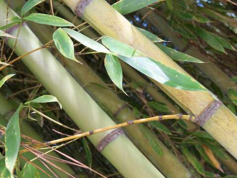 Слика од Phyllostachys aurea (André) Rivière & C. Rivière