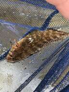 Image of Florida blenny