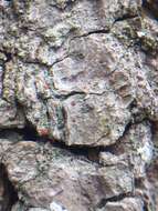 Image of dotted lichen