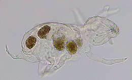 Megalothorax minimus Willem & V 1900的圖片