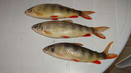 Image of Banded leporinus