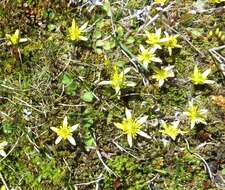 Image of Ranunculus gracilipes Hook. fil.