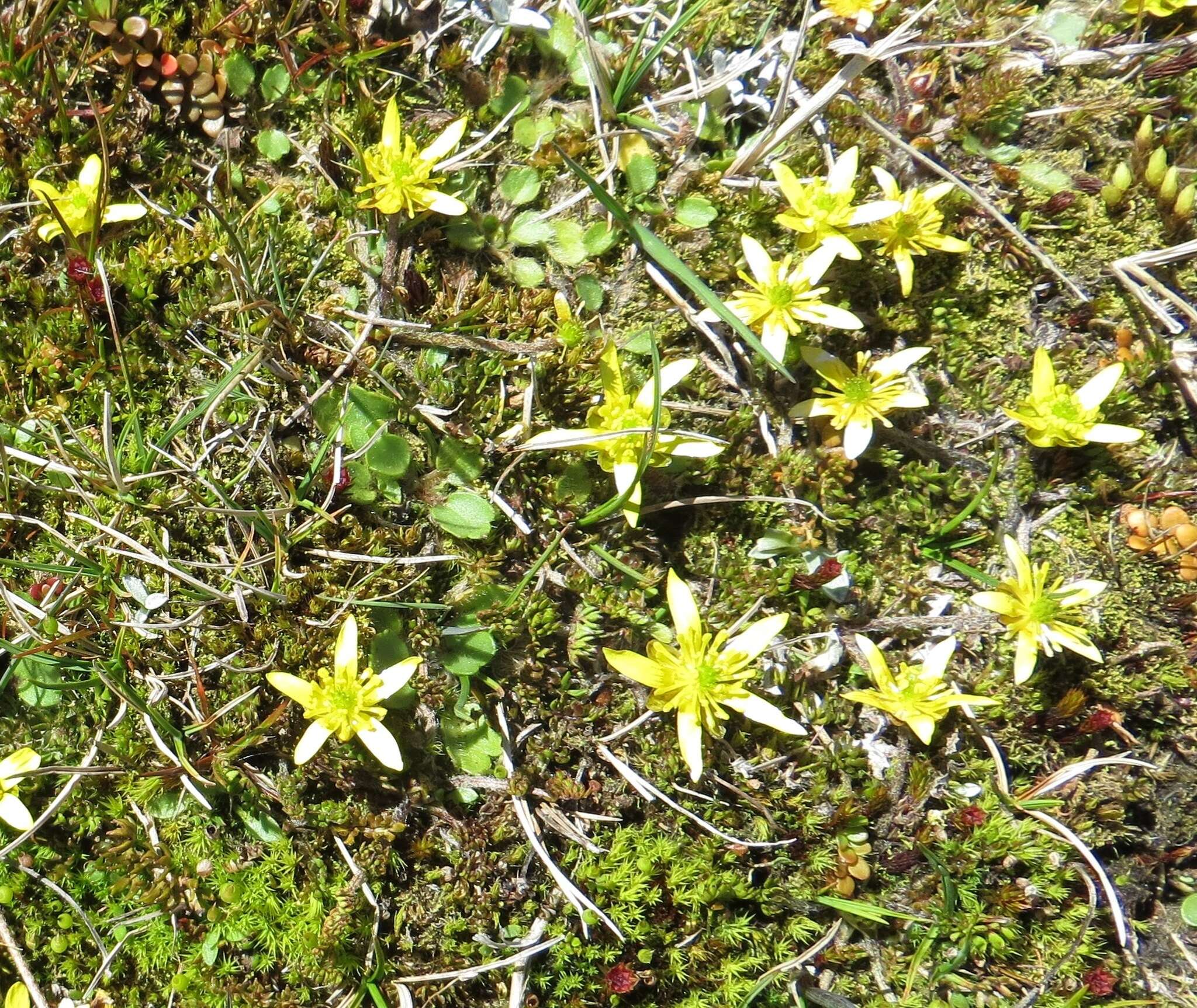 Image of Ranunculus gracilipes Hook. fil.