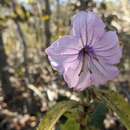 Image of Ruellia neesiana (Mart. ex Ness) Lindau