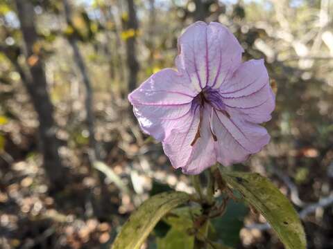 Imagem de Ruellia neesiana (Mart. ex Ness) Lindau