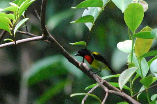 Image of Scarlet-breasted Flowerpecker