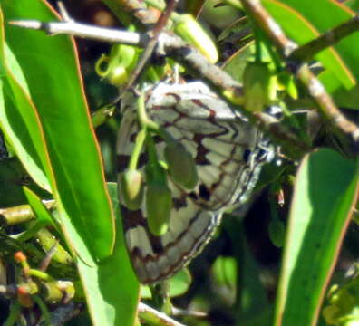 Image of Stugeta bowkeri tearei