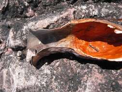 Image of Heliamphora nutans Benth.